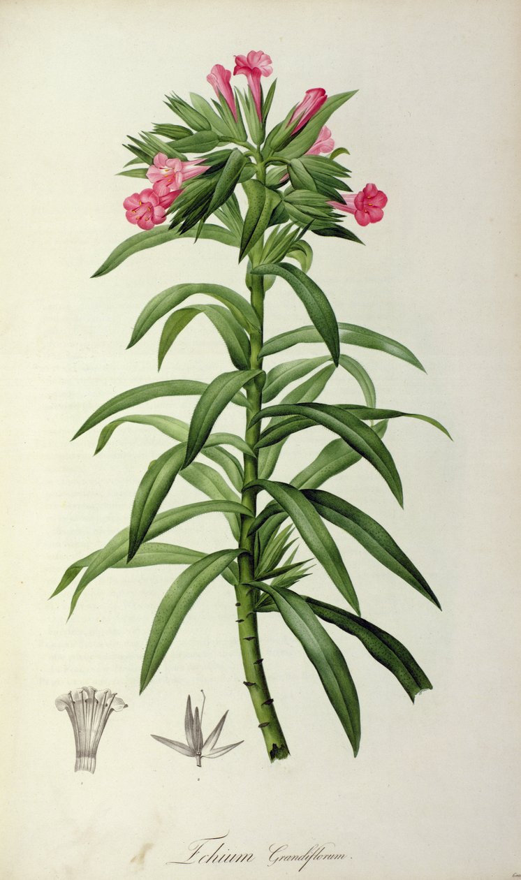 Echium Grandiflorum ، من `` Le Jardin de Malmaison &39;، 1802 بواسطة بيير جوزيف ريدوت