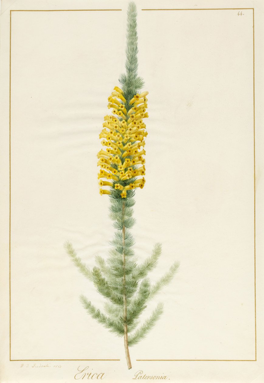 Erica Patersonia ، 1813 (المرحاض ولون الجسم فوق الجرافيت على الرق) بواسطة بيير جوزيف ريدوت