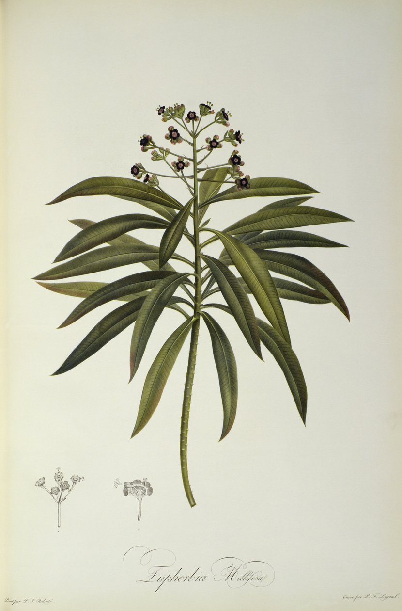 Euphorbia Mellifera ، من "Le Jardin de la Malmaison" ، 1802 بواسطة بيير جوزيف ريدوت