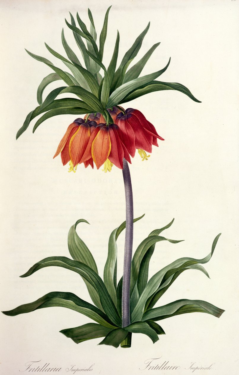 Fritillaria Imperialis من ، `` Lilacees &39;&39; ، 1802-8 بواسطة بيير جوزيف ريدوت