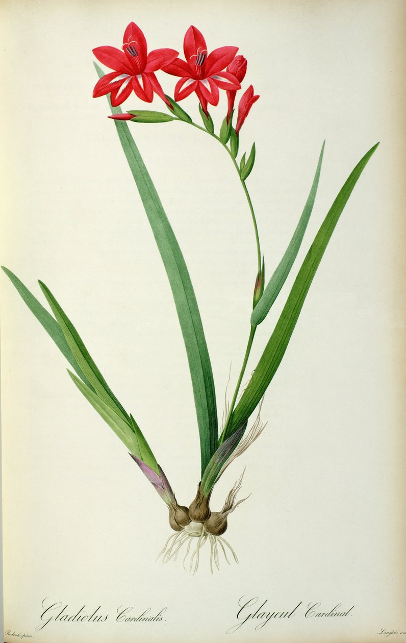 Gladiolus Cardinal ، من `Les Liliacearum ، 1805 بواسطة بيير جوزيف ريدوت