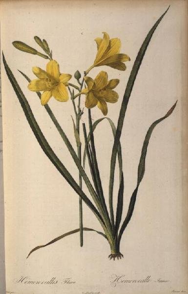 نكهة Hemerocallis ، من Les liliacees بواسطة بيير جوزيف ريدوت