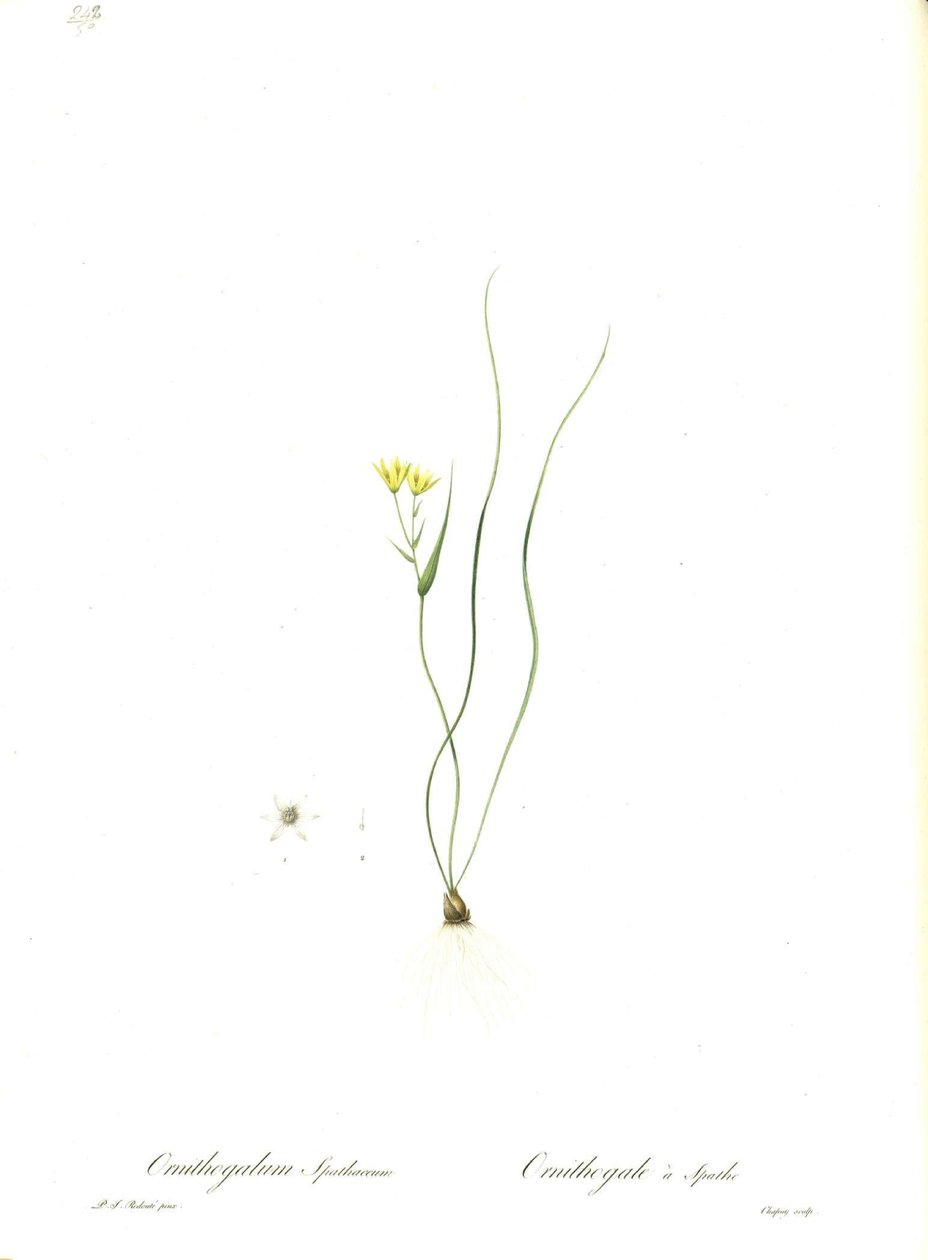 توضيح ل spathacea Gagea (Orig. Ornithogalum spathaceum) بواسطة بيير جوزيف ريدوت