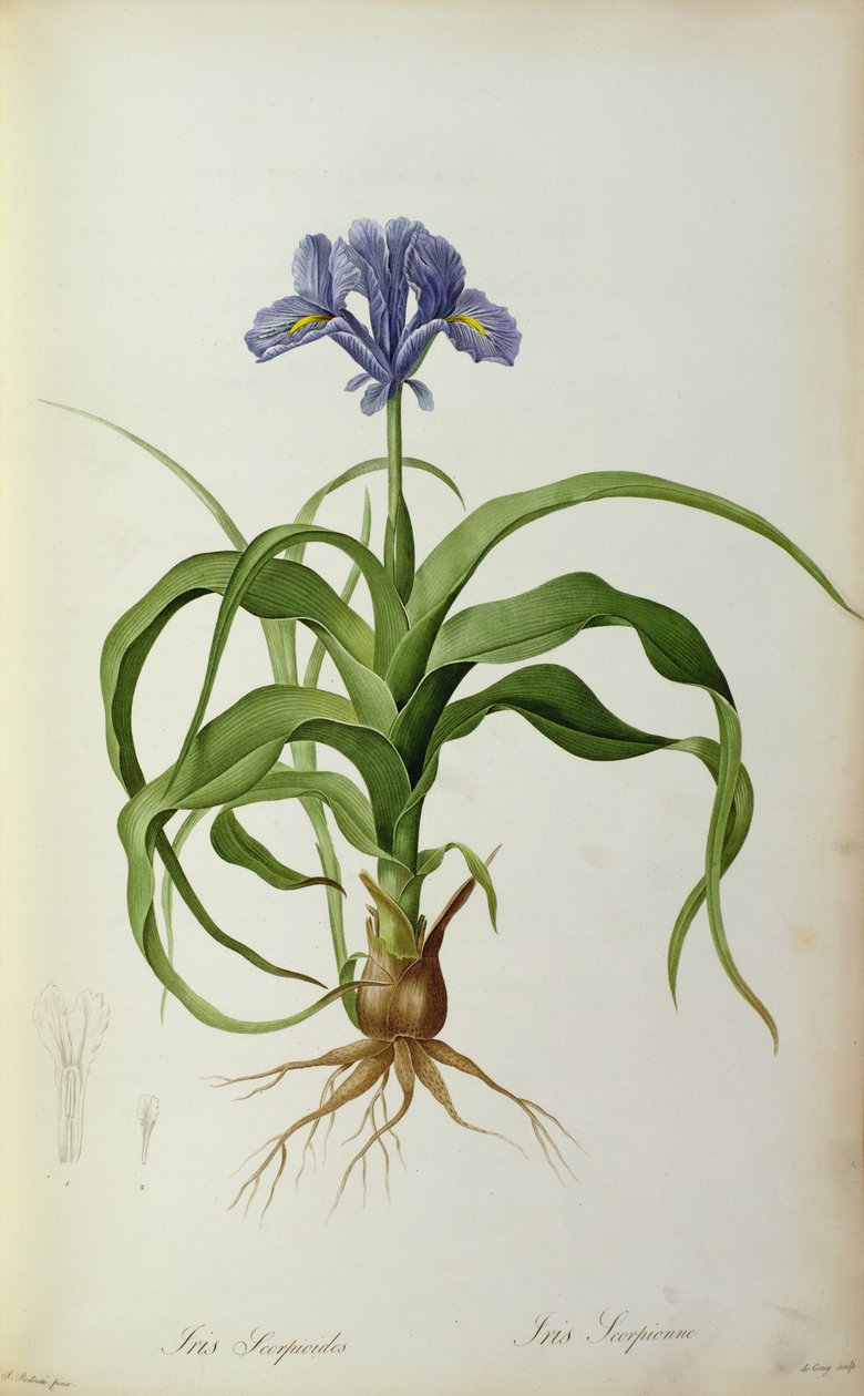 Rainbow Scorpioides ، من `Les Liliacearum ، 1805 بواسطة بيير جوزيف ريدوت