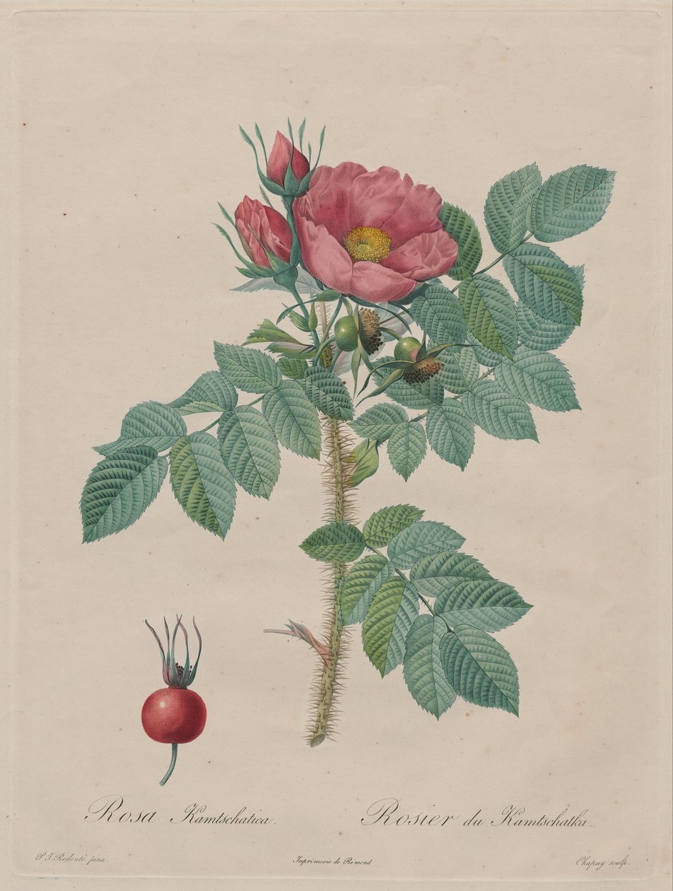 Kamtschatka Rose (Rosa Kamtschatica) ، من Redouté ، Les Roses ، باريس ، 1817-1824) بواسطة بيير جوزيف ريدوت
