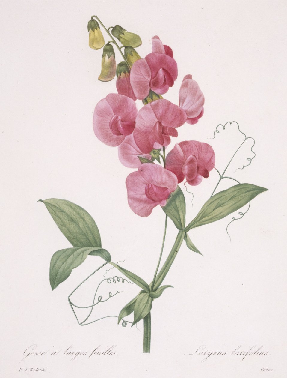 Lathyrus latifolius (البازلاء الأبدية) ، 1827 بواسطة بيير جوزيف ريدوت