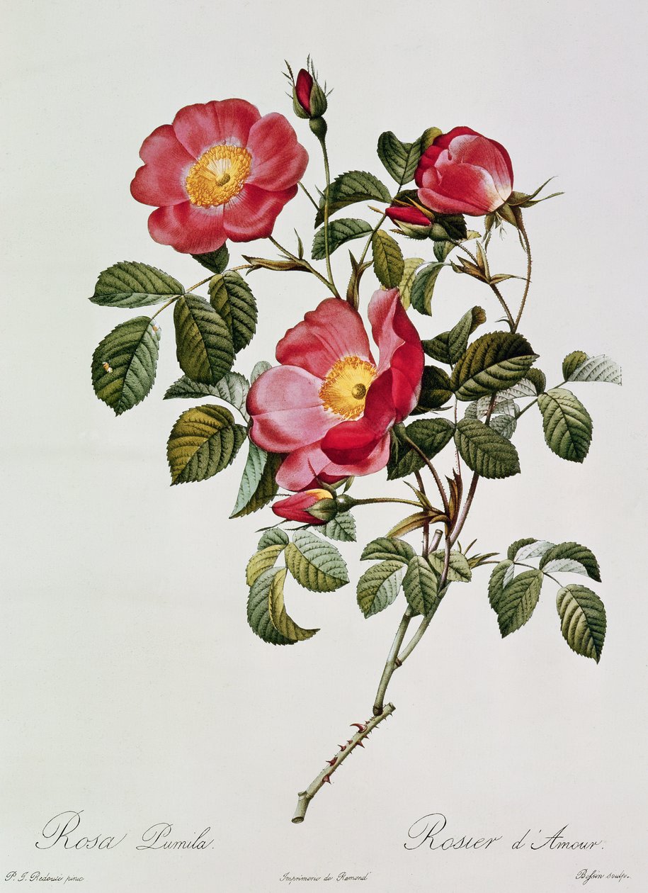 Les Roses de Thory. روزا بوميليا (الطباعة الحجرية الملونة) بواسطة بيير جوزيف ريدوت