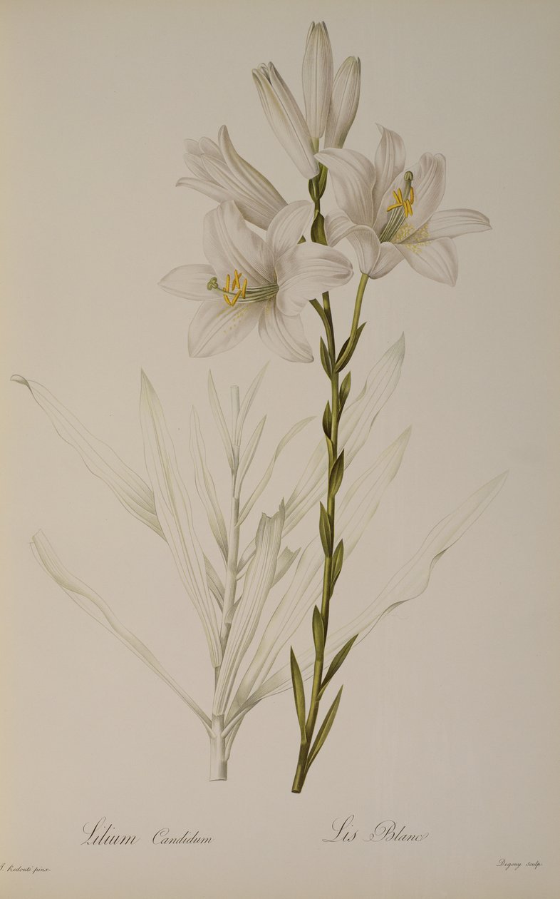 الزنبق الأبيض ، من `Les Liliacearum ، 1807 بواسطة بيير جوزيف ريدوت