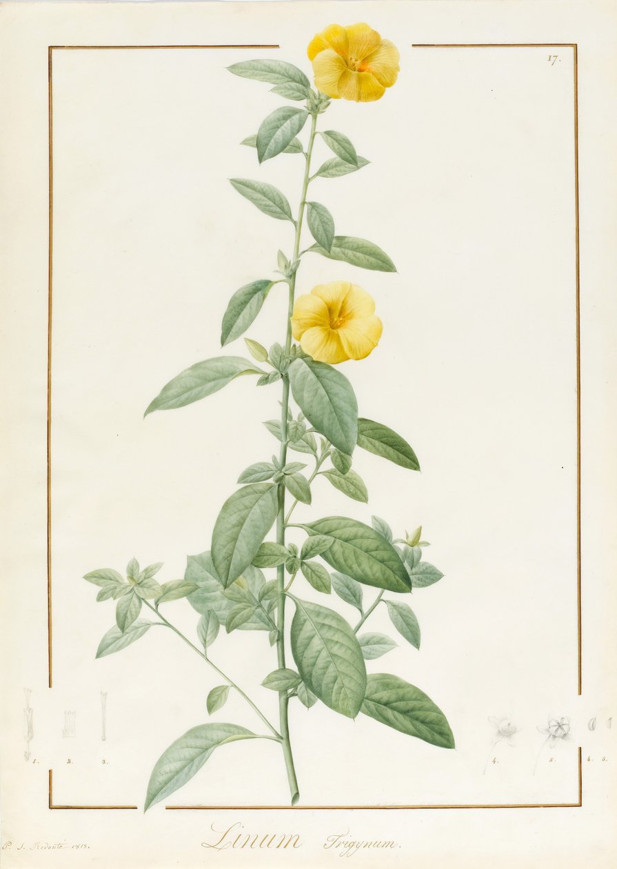 Linium Trigynum ، 1813 (المرحاض ولون الجسم على آثار الجرافيت على الرق) بواسطة بيير جوزيف ريدوت