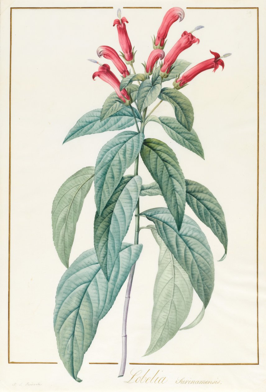 Lobelia Surinamensis (المرحاض ولون الجسم فوق الجرافيت على الرق) بواسطة بيير جوزيف ريدوت