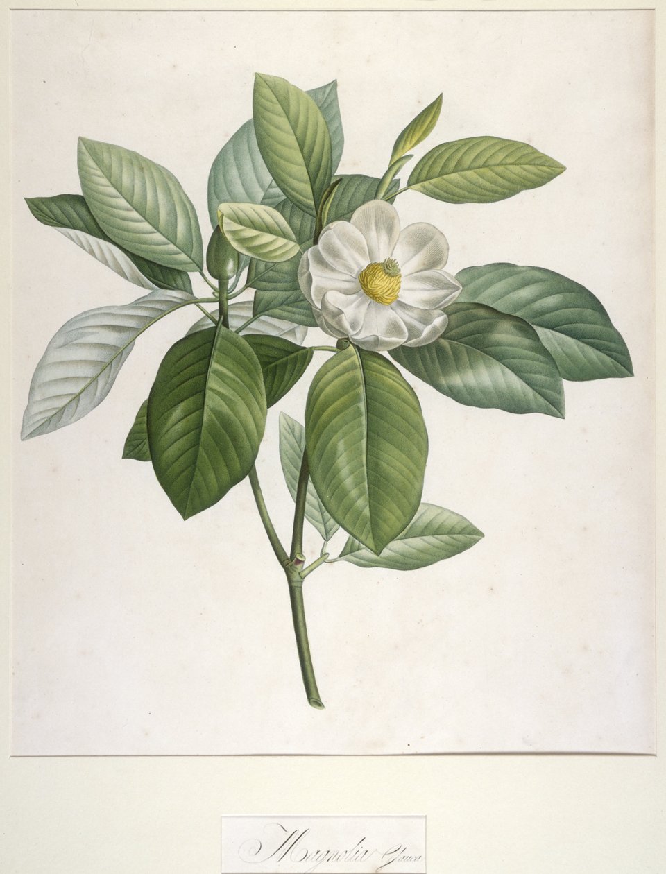 Magnolia Glauca ، من وصف النباتات النادرة المزروعة في Malmaison و Navarre ، 1813 بواسطة بيير جوزيف ريدوت