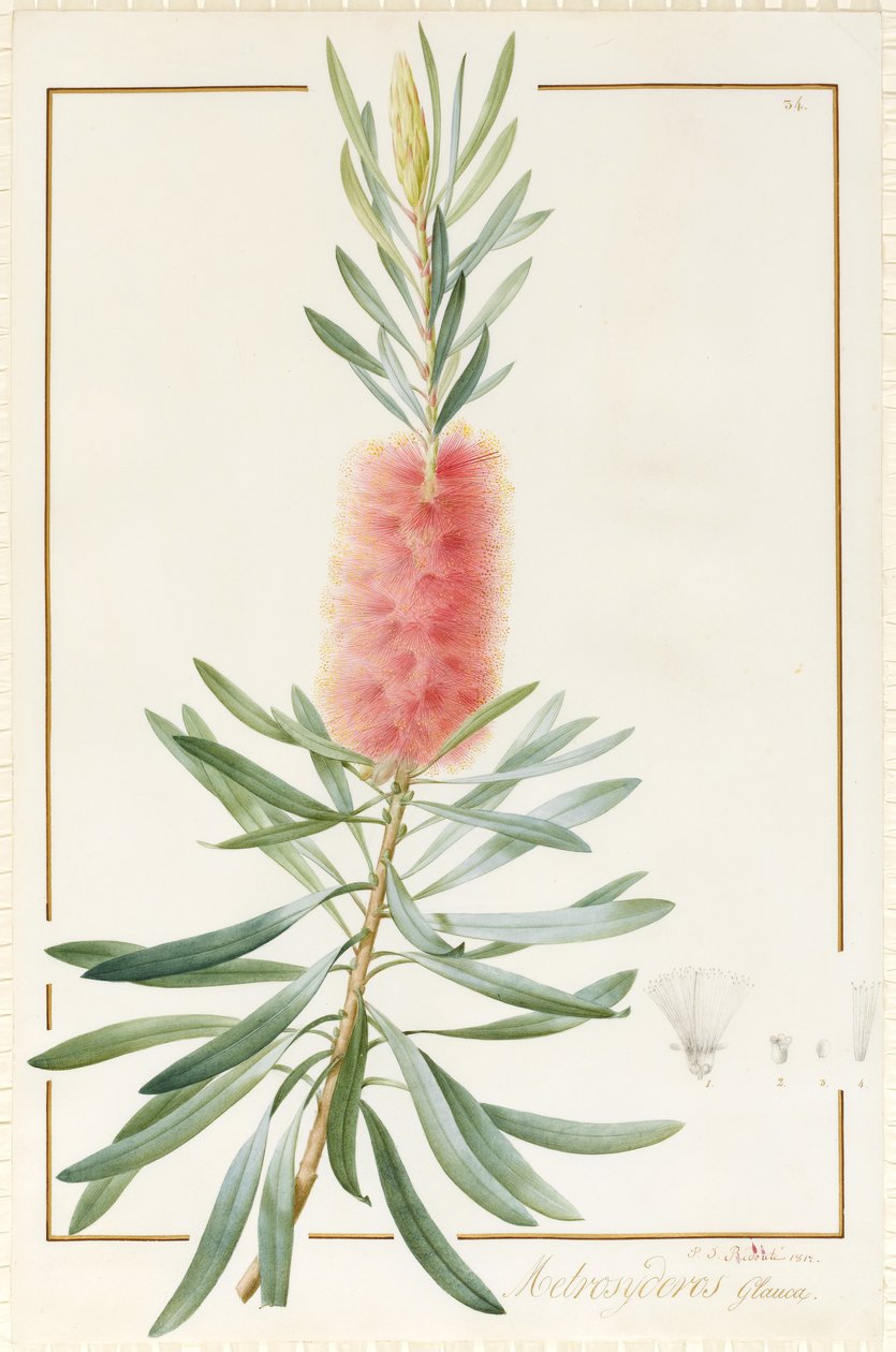 Metrosyderos Glauca ، 1812 (المرحاض ولون الجسم فوق الجرافيت على الرق) بواسطة بيير جوزيف ريدوت