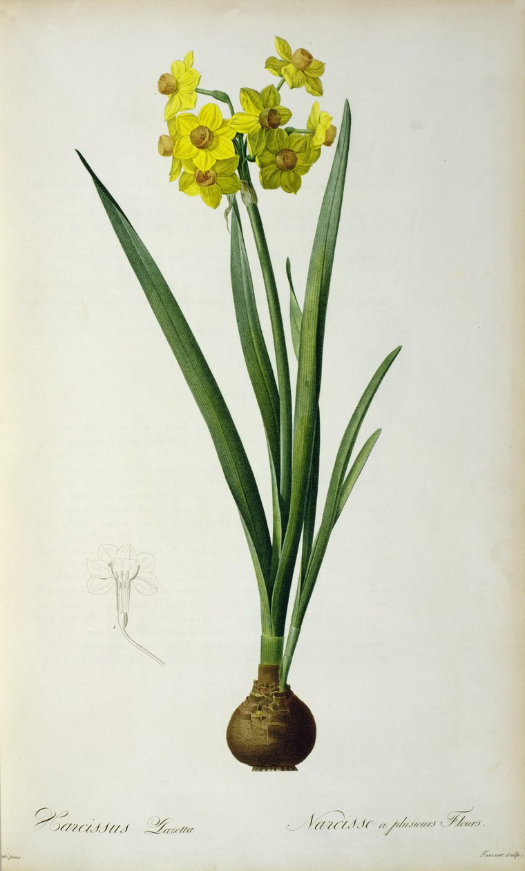 Narcissus Lazetta ، من `` Select Plants &39;&39; ، بقلم جاكوب تريو (1695-1769) ، نشر 175-53 بواسطة بيير جوزيف ريدوت
