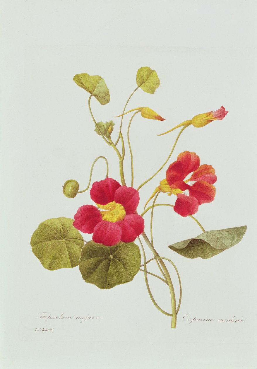 Nasturtium (النقش الملون) بواسطة بيير جوزيف ريدوت