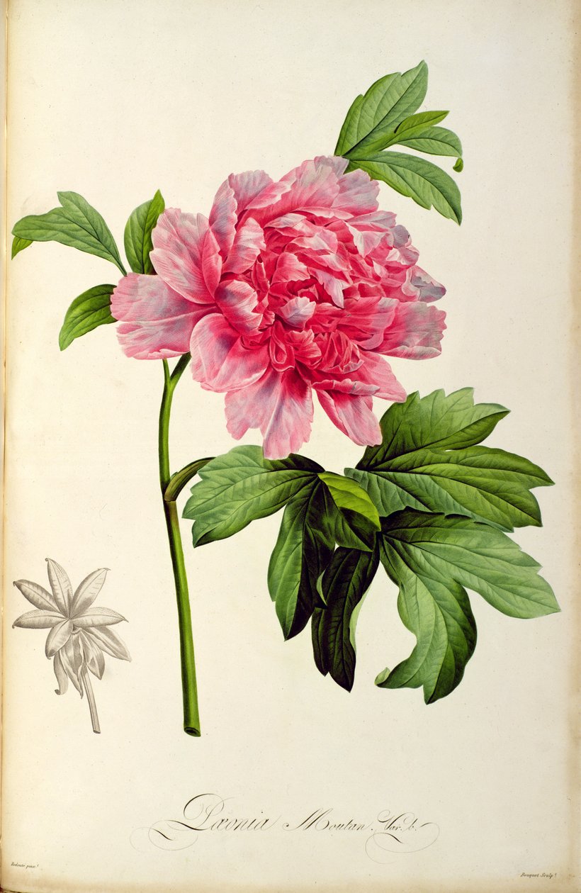 Paeonia Moutan ، c.1799 (نقش ملون باليد) بواسطة بيير جوزيف ريدوت