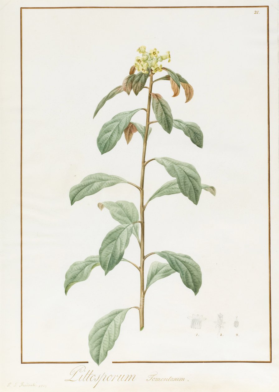 بيونيا موتان فار. بيونيا سوفروتيكوزا ، 1812 (مرحاض مع صمغ عربي فوق آثار الجرافيت على الرق) بواسطة بيير جوزيف ريدوت