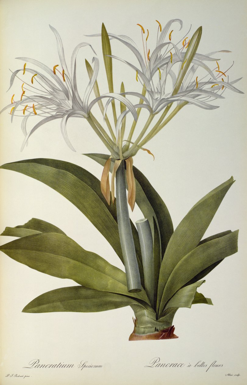 معرض الهندباء ، من `Les Liliacearum ، 1806 بواسطة بيير جوزيف ريدوت
