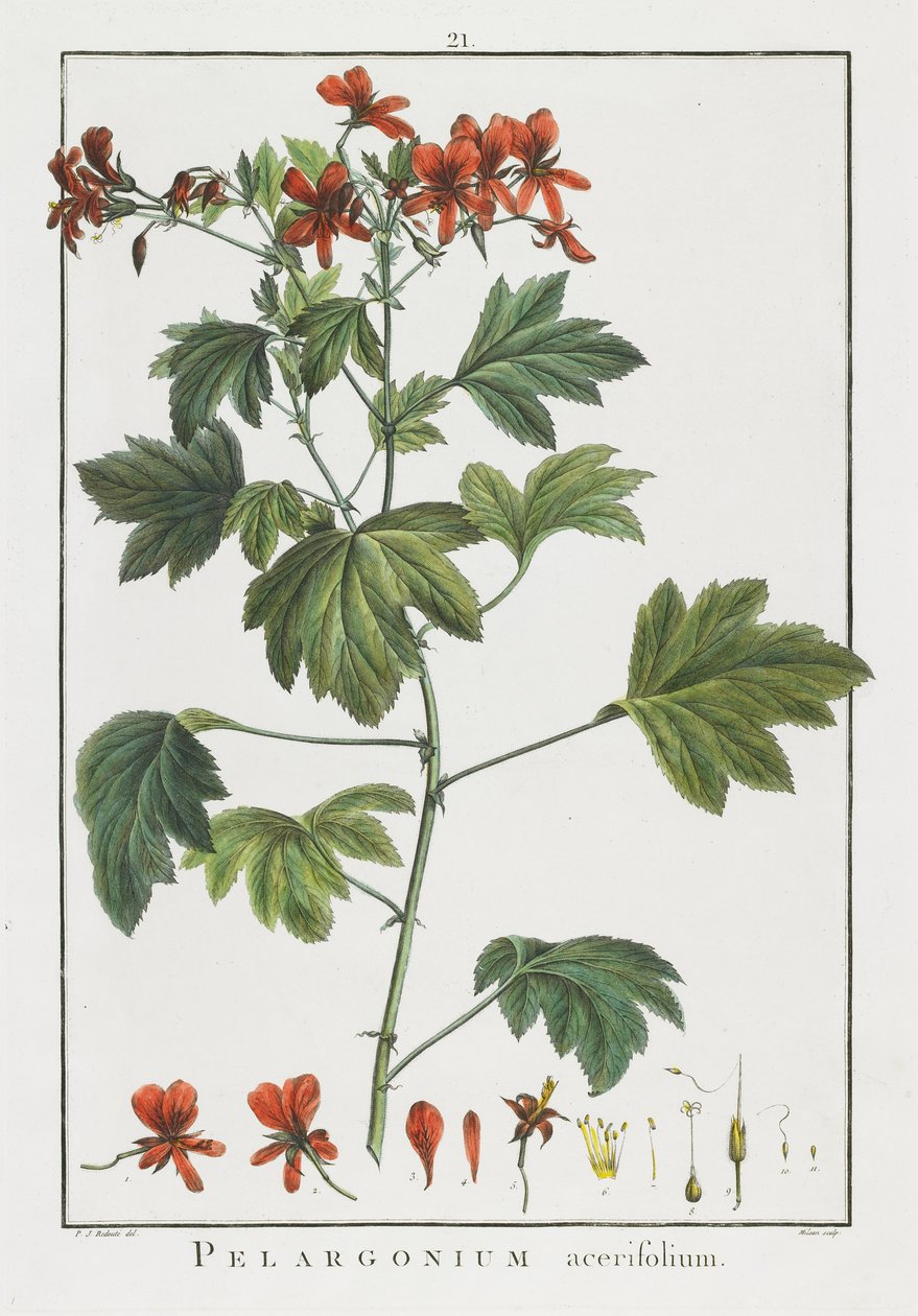 بيلارجونيوم acerifolium ، من Geraniologia ، أو ساعات ، PELARGONII ، أيقونات تاريخ Monsoniae Grielum لتوضيح ، 1787-1788 بواسطة بيير جوزيف ريدوت