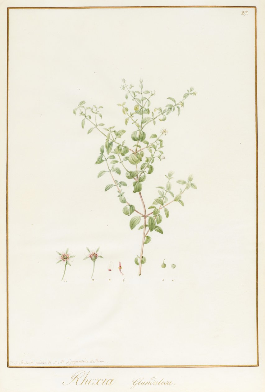 Rhexia Glandulosa (المرحاض ولون الجسم على آثار الجرافيت على الرق) بواسطة بيير جوزيف ريدوت