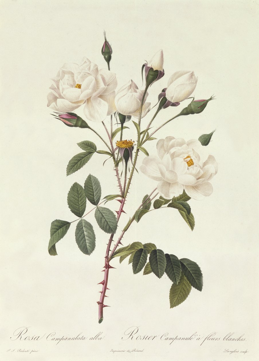 Rosa Campanulata Alba بواسطة بيير جوزيف ريدوت