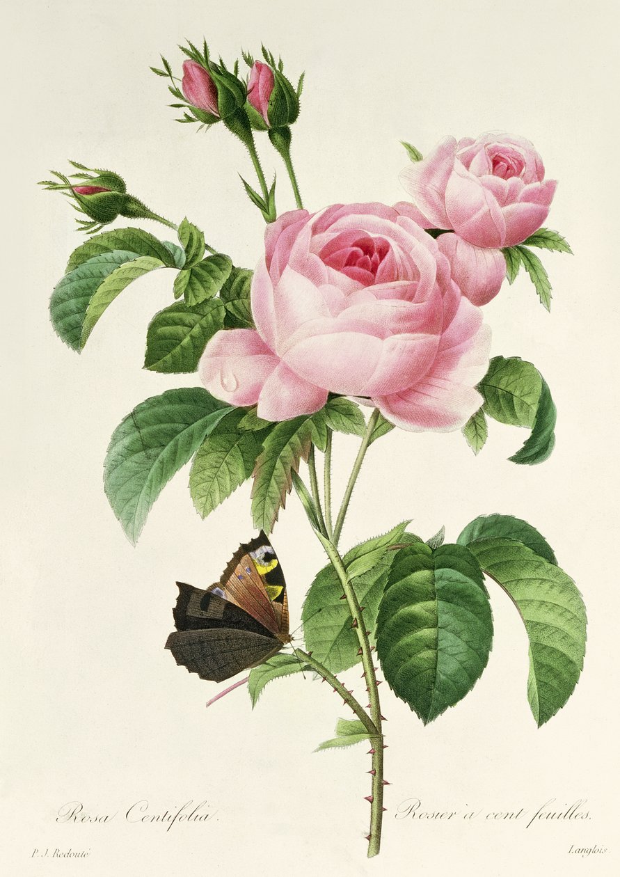 Rosa Centifolia بواسطة بيير جوزيف ريدوت