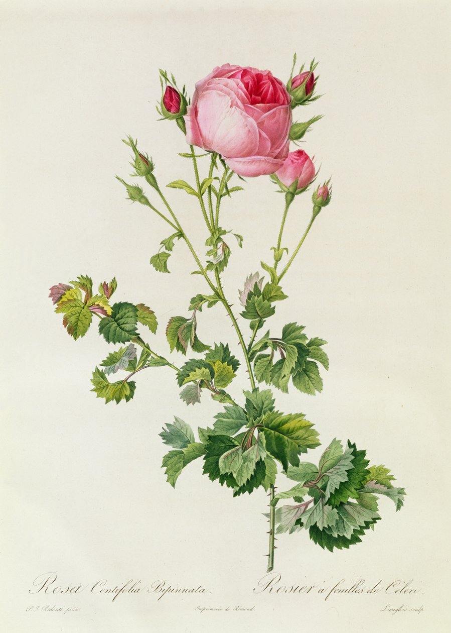Rosa Centifolia Bipinnata بواسطة بيير جوزيف ريدوت