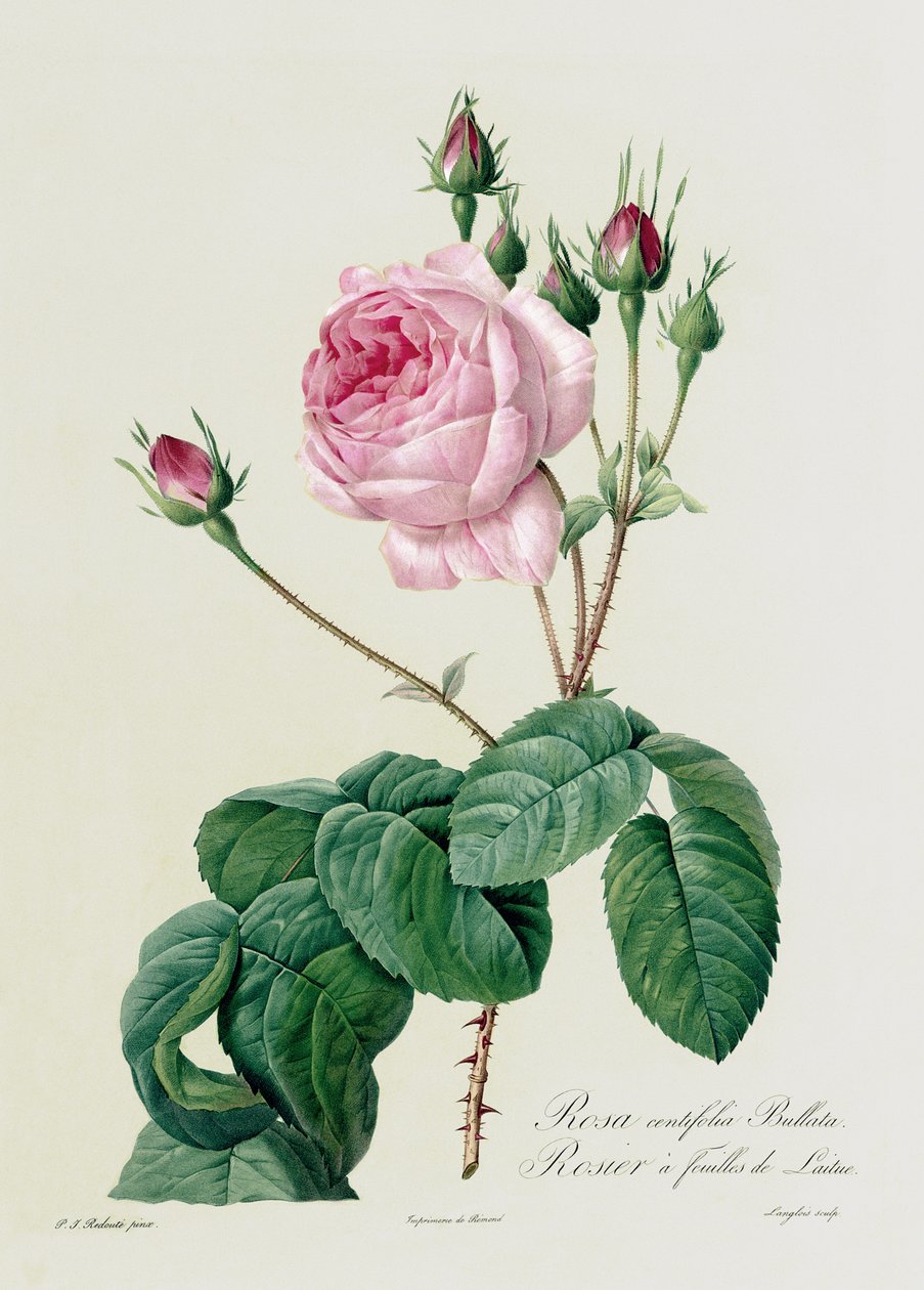 Rosa Centifolia Bullata ، من "Les Roses" ، القرن التاسع عشر (نقش ملون بواسطة بيير جوزيف ريدوت