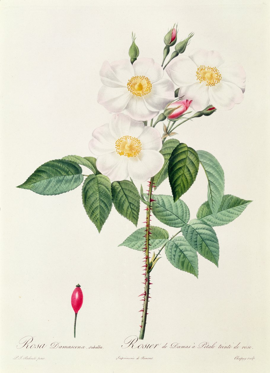 Rosa Damascena Subalba بواسطة بيير جوزيف ريدوت
