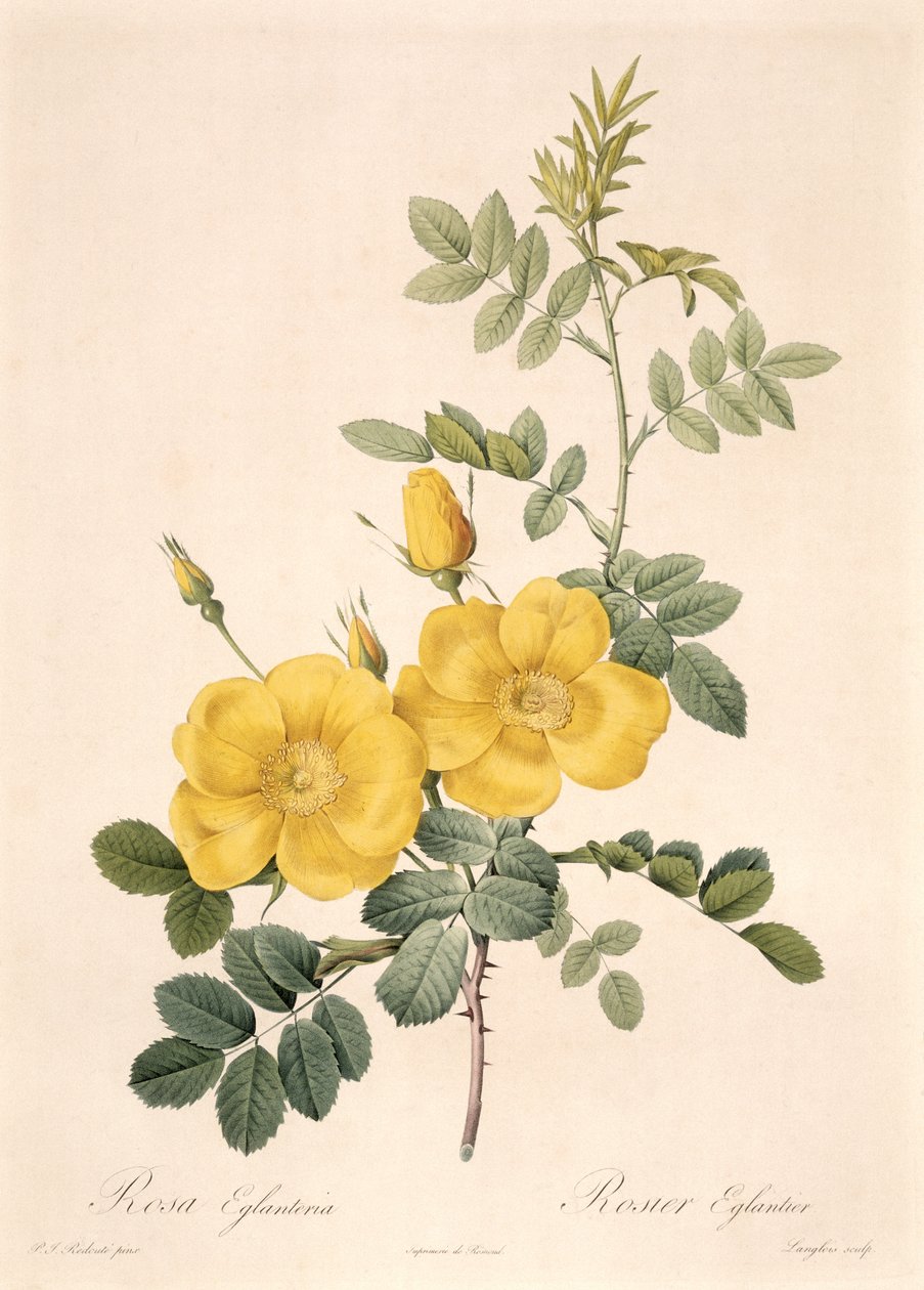 Rosa Eglanteria بواسطة بيير جوزيف ريدوت