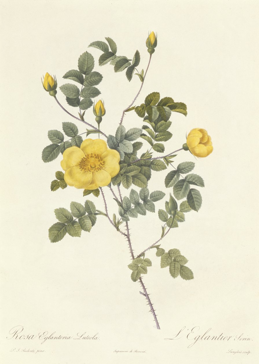 Rosa Eglanteria Luteola بواسطة بيير جوزيف ريدوت