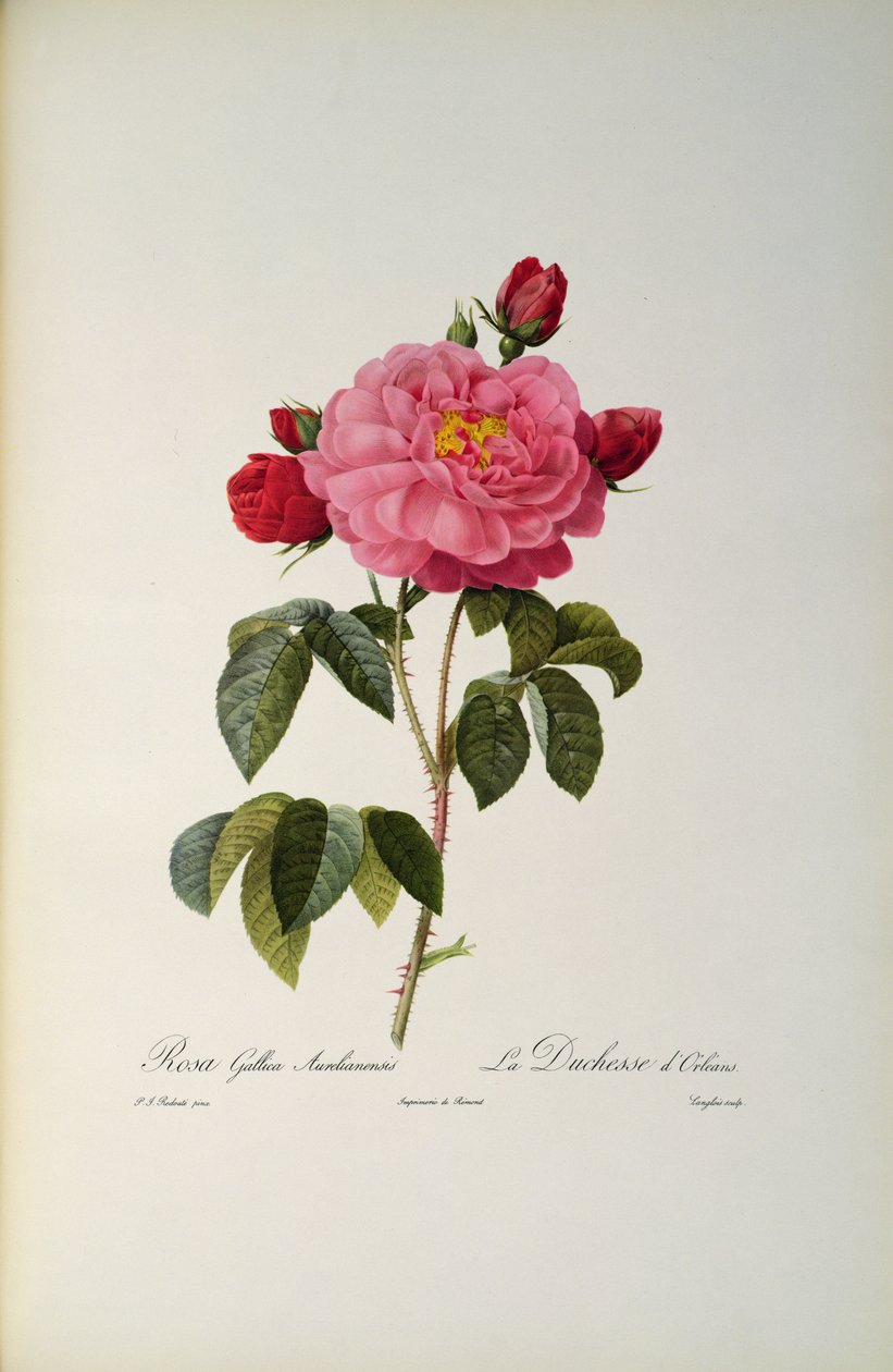 Rosa Gallica Aurelianensis أو دوقة أورليانز من "Les Roses" ، 1821 بواسطة بيير جوزيف ريدوت