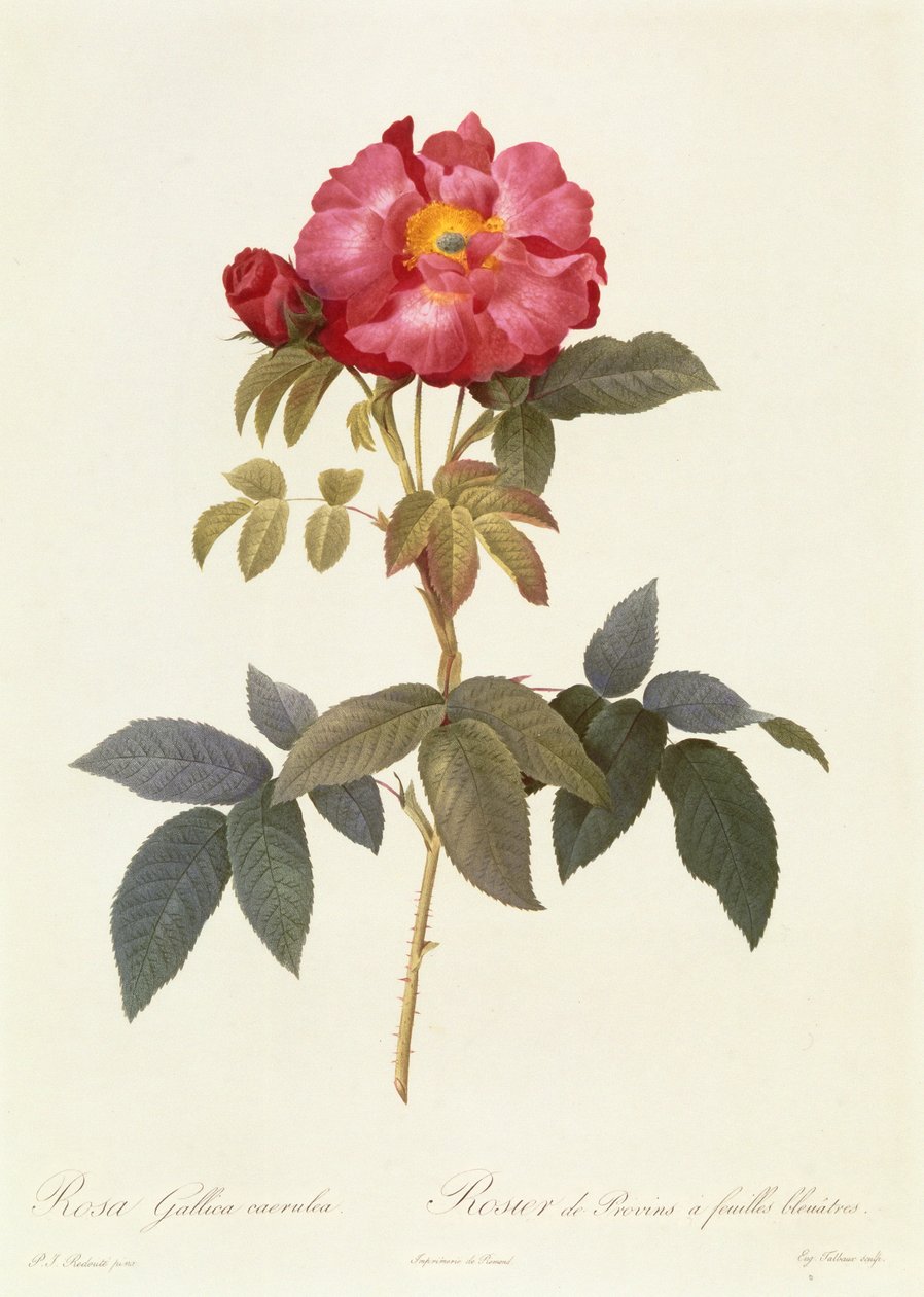 Rosa Gallica Caerulea بواسطة بيير جوزيف ريدوت