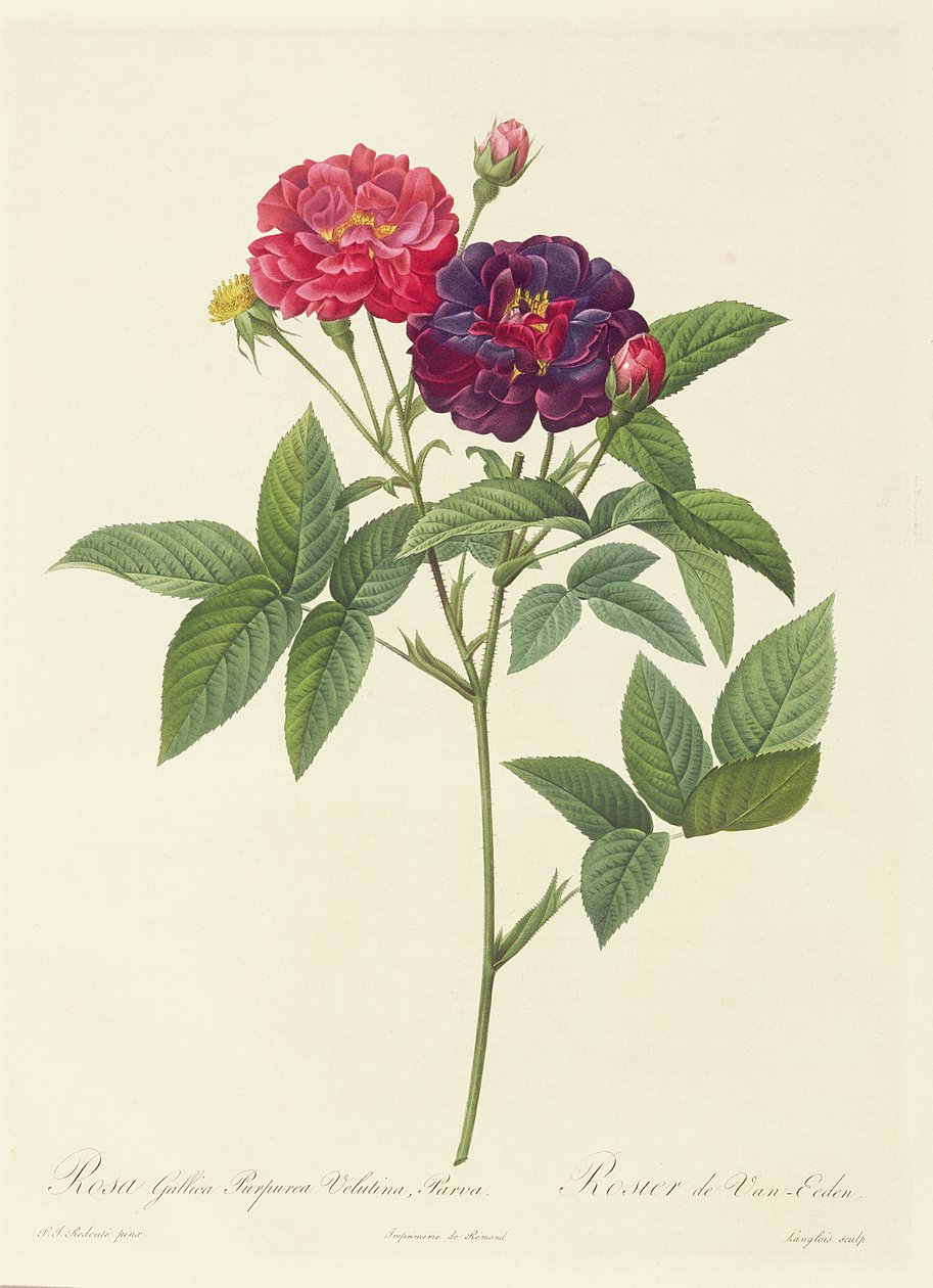 Rosa Gallica Purpurea Velutina، Parva بواسطة بيير جوزيف ريدوت