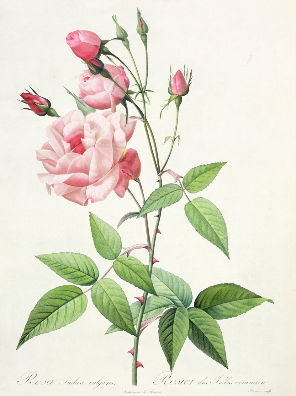 Rosa Indica Vulgaris ، منقوش بواسطة Bessin ، من "Les Roses" ، المجلد الثاني ، 1821 (الطباعة الحجرية الملونة بواسطة بيير جوزيف ريدوت