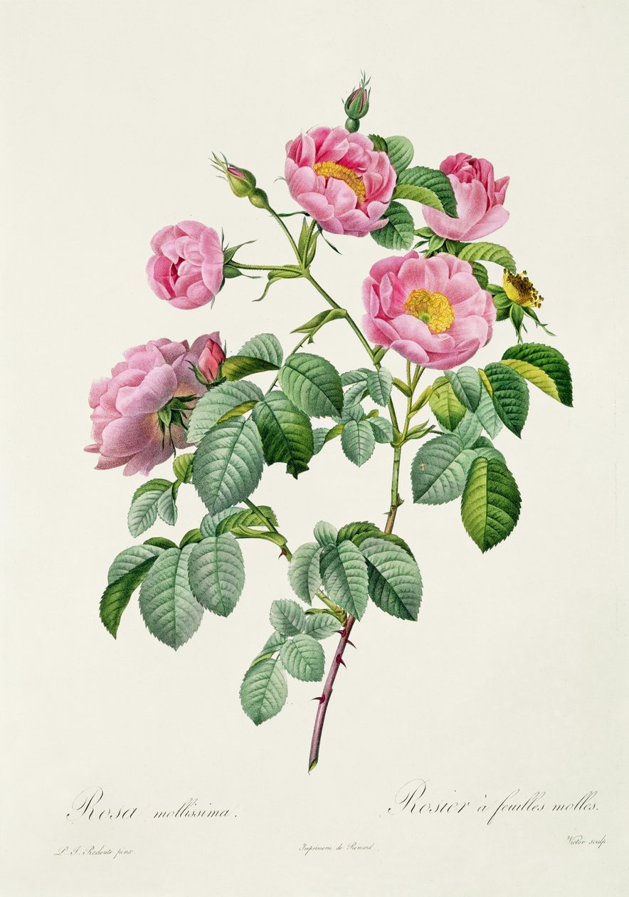 روزا موليسيما ، من فيلم "Les Roses" من تأليف كلود أنطوان ثوري (1757-1827) ، نقشها فيكتور ، 1817 بواسطة بيير جوزيف ريدوت