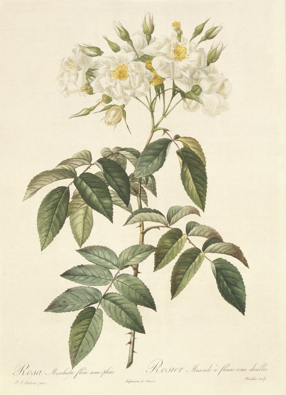 Rosa Moschata Flora Semi-Pleno بواسطة بيير جوزيف ريدوت
