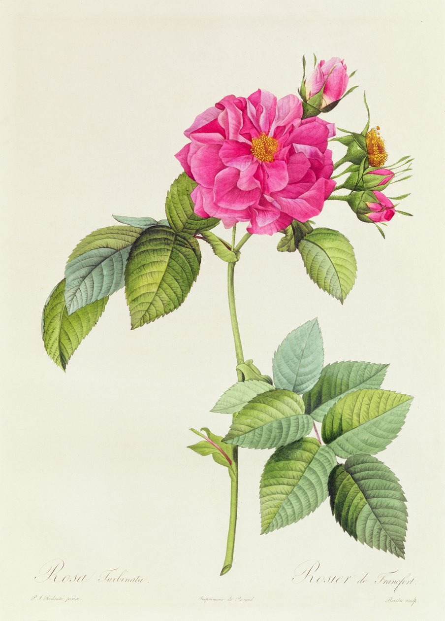 Rosa Turbinata بواسطة بيير جوزيف ريدوت