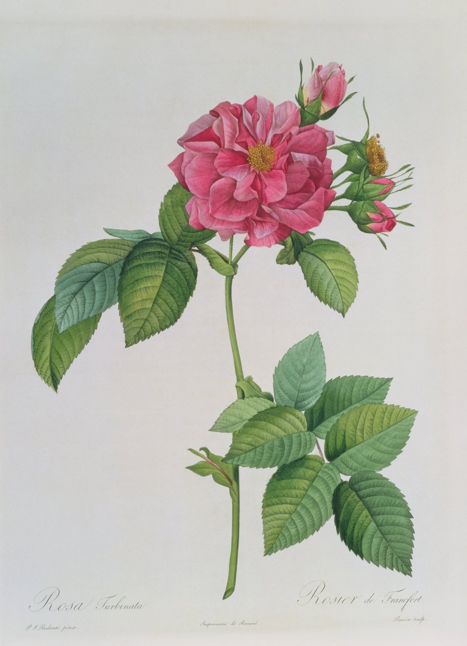 روزا توربيناتا ، من ، Les Roses &39;، المجلد الأول ، 1817 بواسطة بيير جوزيف ريدوت