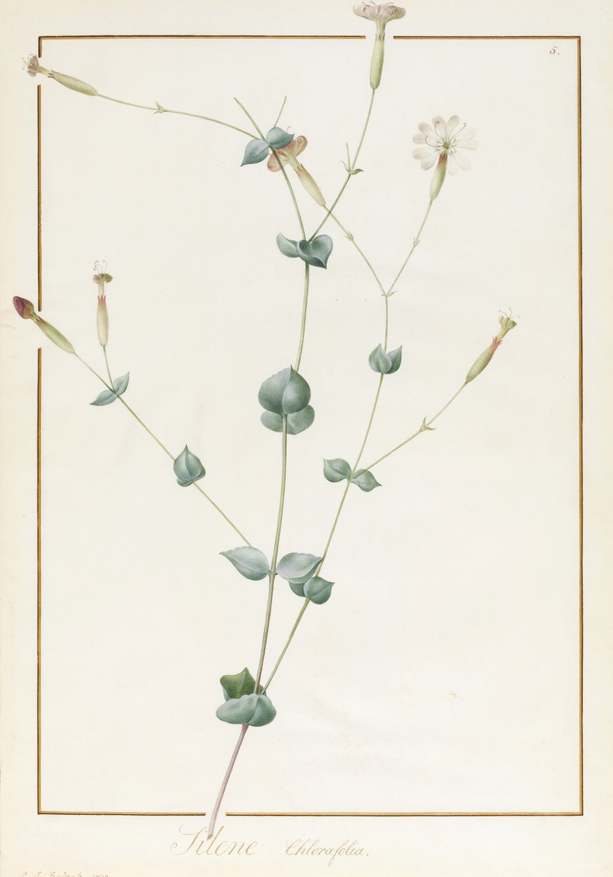 Silene Chloraefolia ، 1810 (المرحاض ولون الجسم فوق الجرافيت على الرق) بواسطة بيير جوزيف ريدوت
