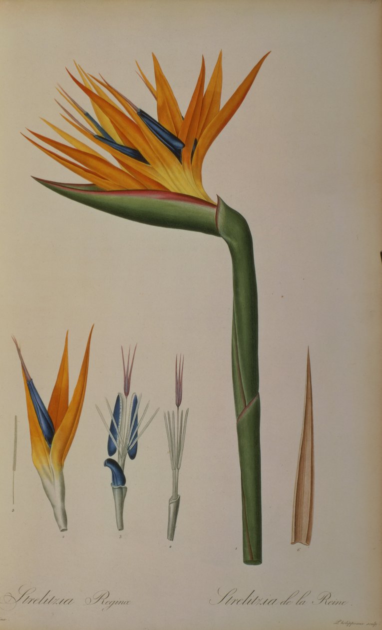 Strelitzia ، من "Les STRELITZIACEAE" بواسطة بيير جوزيف ريدوت