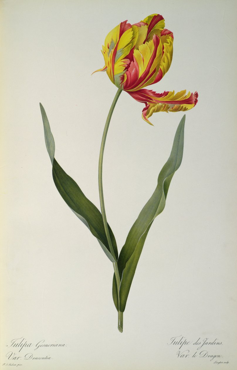 Tulipa gesneriana dracontia ، من `` Les Liliacees &39;&39; ، 1816 بواسطة بيير جوزيف ريدوت