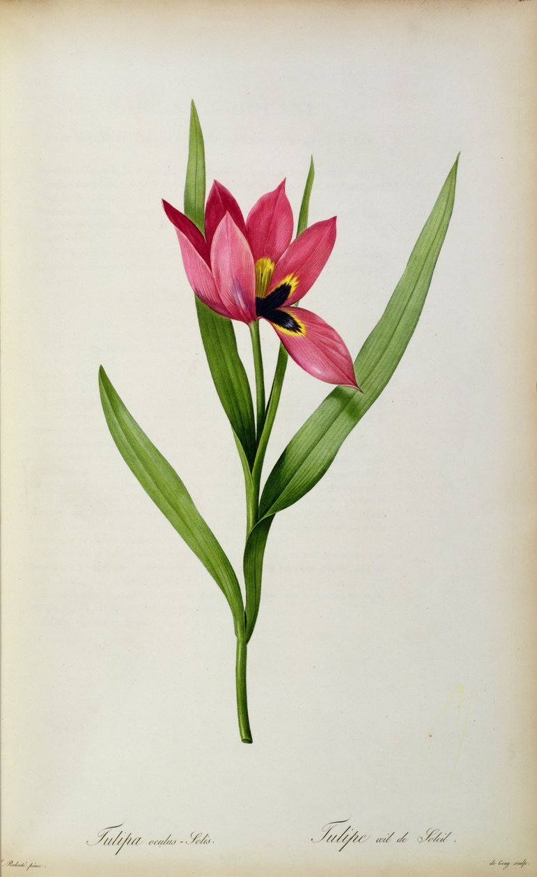 Tulipa oculus-solis ، من "Tulipe des Jardins" ، القرن التاسع عشر بواسطة بيير جوزيف ريدوت