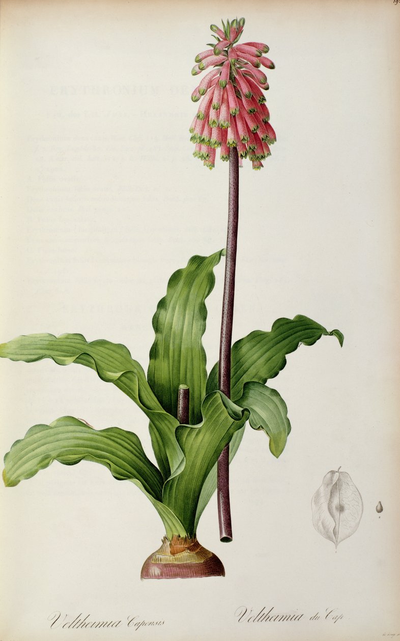 Veltheimia Capensis ، من `` Les Liliacees &39;&39; ، c.1805 بواسطة بيير جوزيف ريدوت
