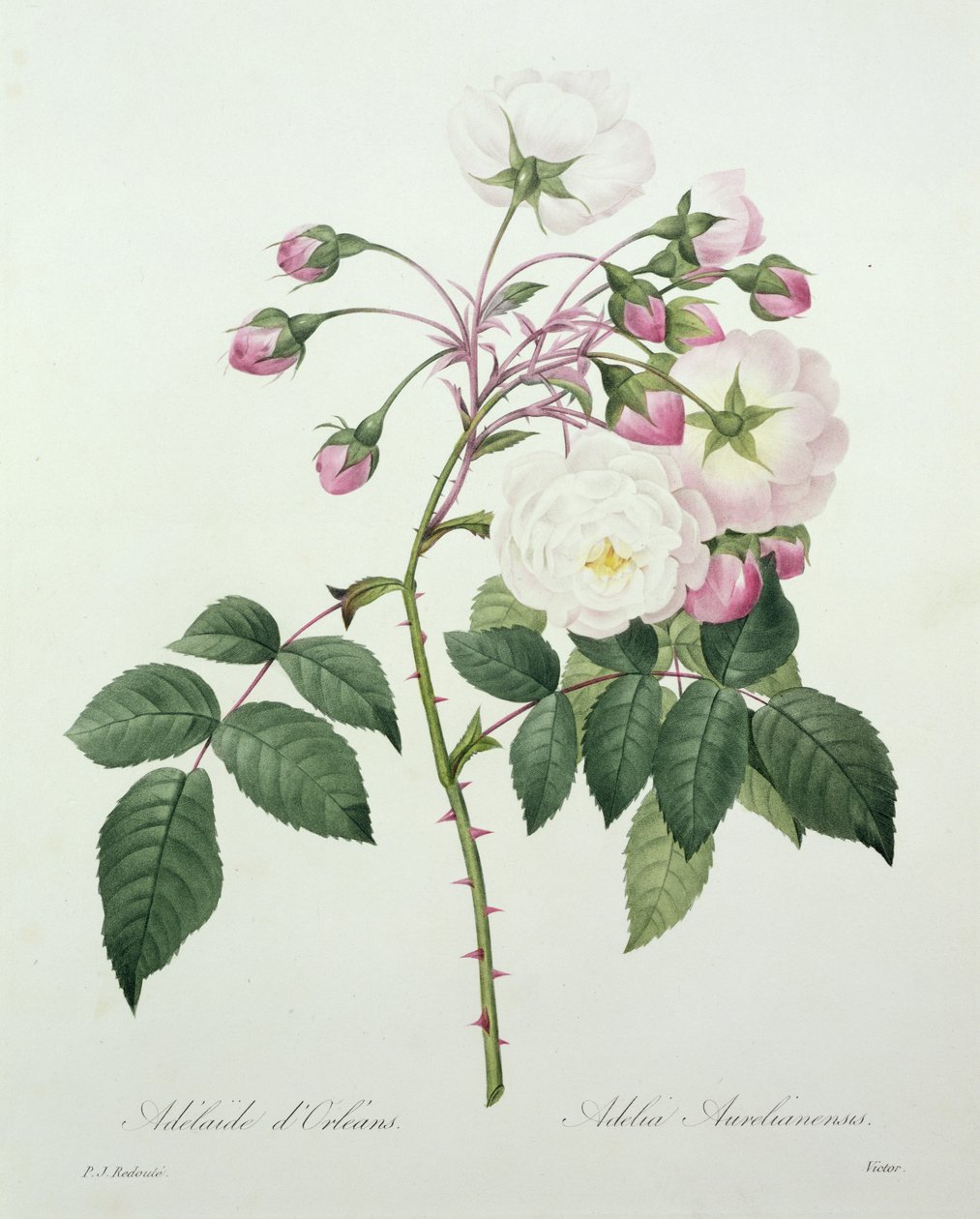 Adelia aurelianensis ، نقشها فيكتور ، من "Choix des Plus Belles Fleurs" ، 1827 بواسطة بيير جوزيف ريدوت