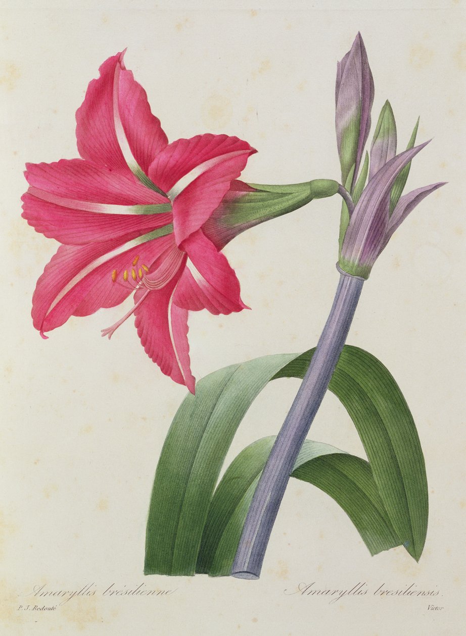 أماريليس بريسيلينس (أماريليس البرازيلية) ، نقشها فيكتور ، من "Choix des Plus Belles Fleur" ، 1827-33 بواسطة بيير جوزيف ريدوت