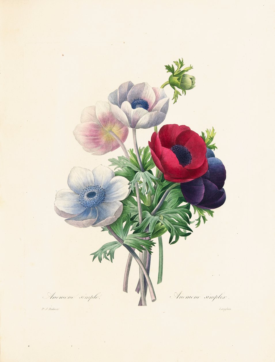 النعمان ، منقوش بواسطة Langlois ، من "اختيار أجمل الزهور وأجمل الفواكه" ، المجلد. الثاني ، 1827-1833 بواسطة بيير جوزيف ريدوت