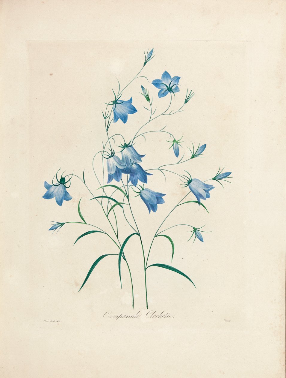 بلوبيلز ، من "اختيار أجمل الزهور وأجمل الفواكه" ، 1827-1833 بواسطة بيير جوزيف ريدوت