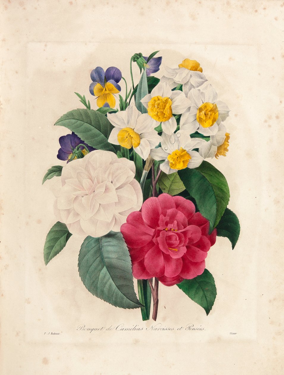 باقة من الكاميليا ، النرجس و زهور البنفسج ، نقشها فيكتور ، من "Choix des Plus Belles Fleurs et des Beaux Fruits" ، المجلد. أنا ، 1827-1833 بواسطة بيير جوزيف ريدوت