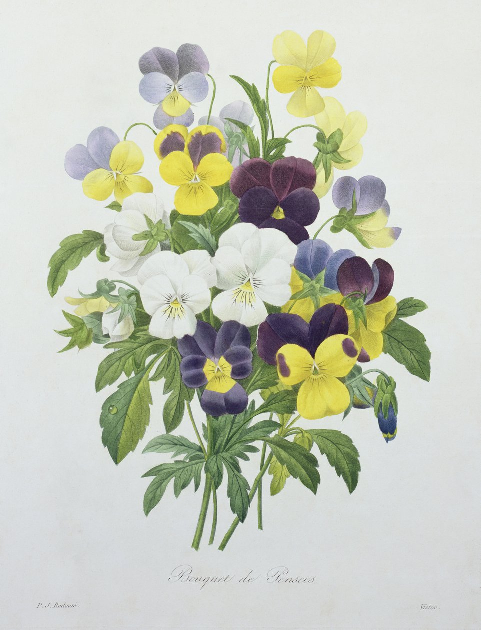 باقة زهور الثالوث ، نقشها فيكتور ، من "Choix des Plus Belles Fleurs" ، 1827 بواسطة بيير جوزيف ريدوت