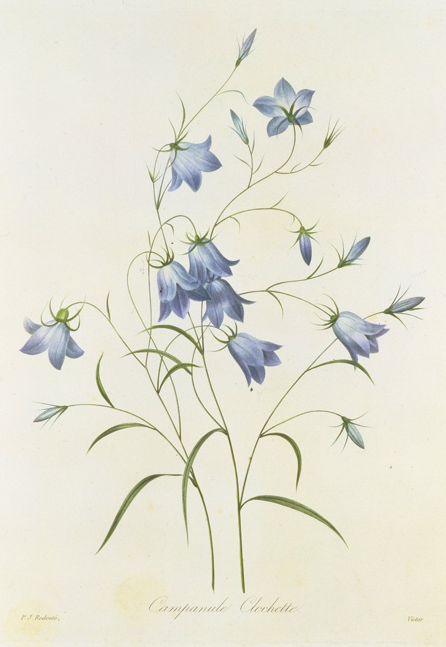 كامبانولا ، نقشها فيكتور ، من "Choix des Plus Belles Fleurs" ، 1827-1833 بواسطة بيير جوزيف ريدوت